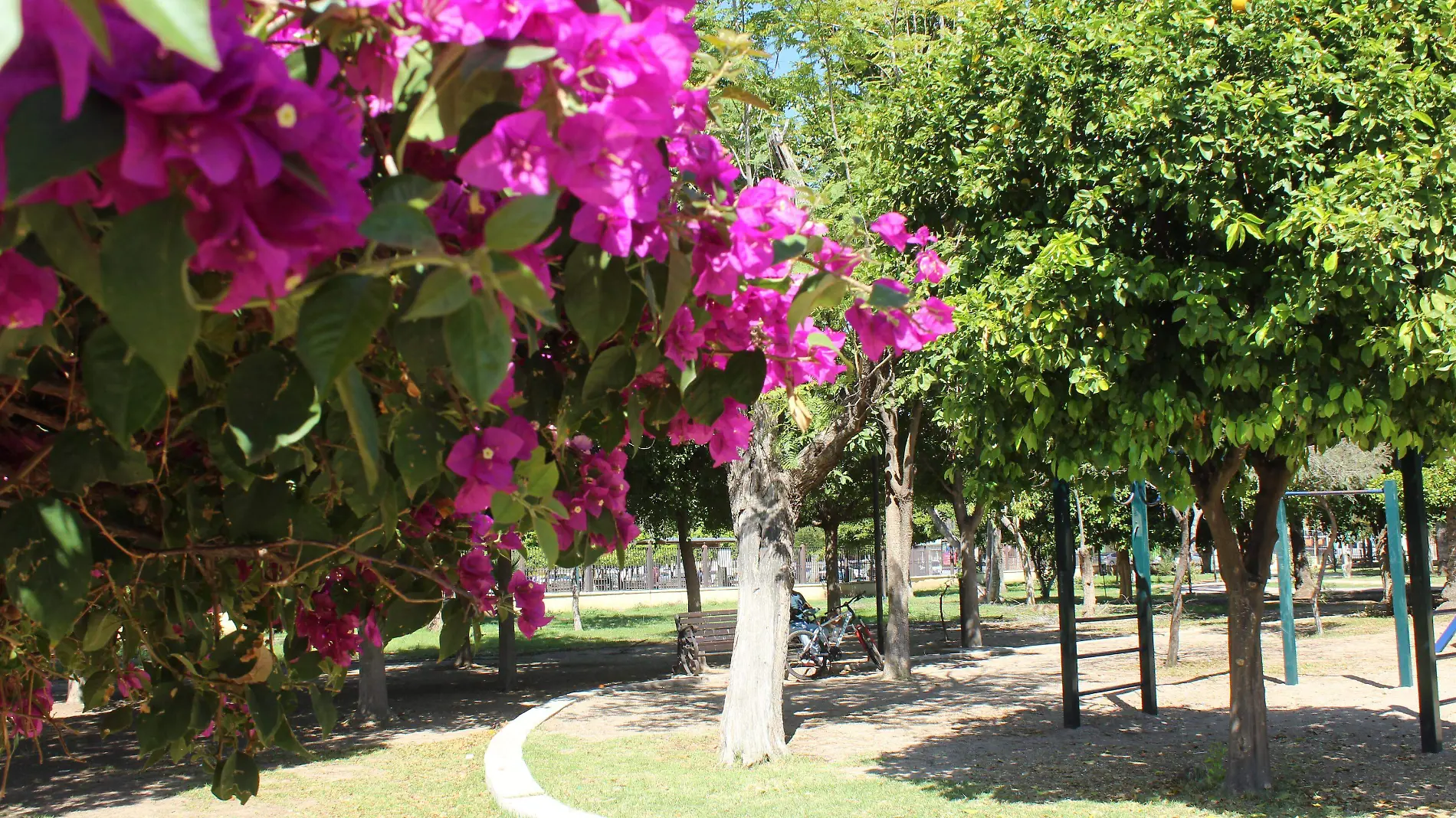 Flores Parque madero- Mike Acosta (7)